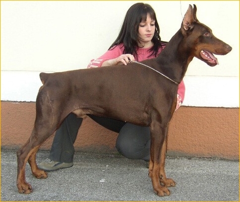 Lucie and Aramis Halit Pasa_Austria_CACA.jpg
