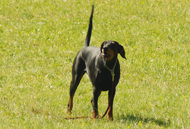 Jelenec ztp 2009 583 (322).jpg