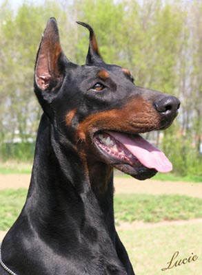 Lemira di Campovalano