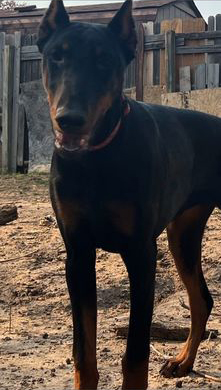 Negra